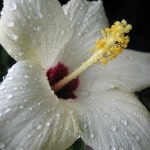 Hibiskustee gegen Bluthochdruck - Blumenia / pixelio.de Hibiskustee gegen Bluthochdruck - Blumenia / pixelio.de